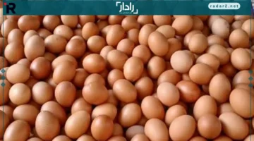 أسعار البيض اليوم في كفر الشيخ الأحد 26 أكتوبر 2025